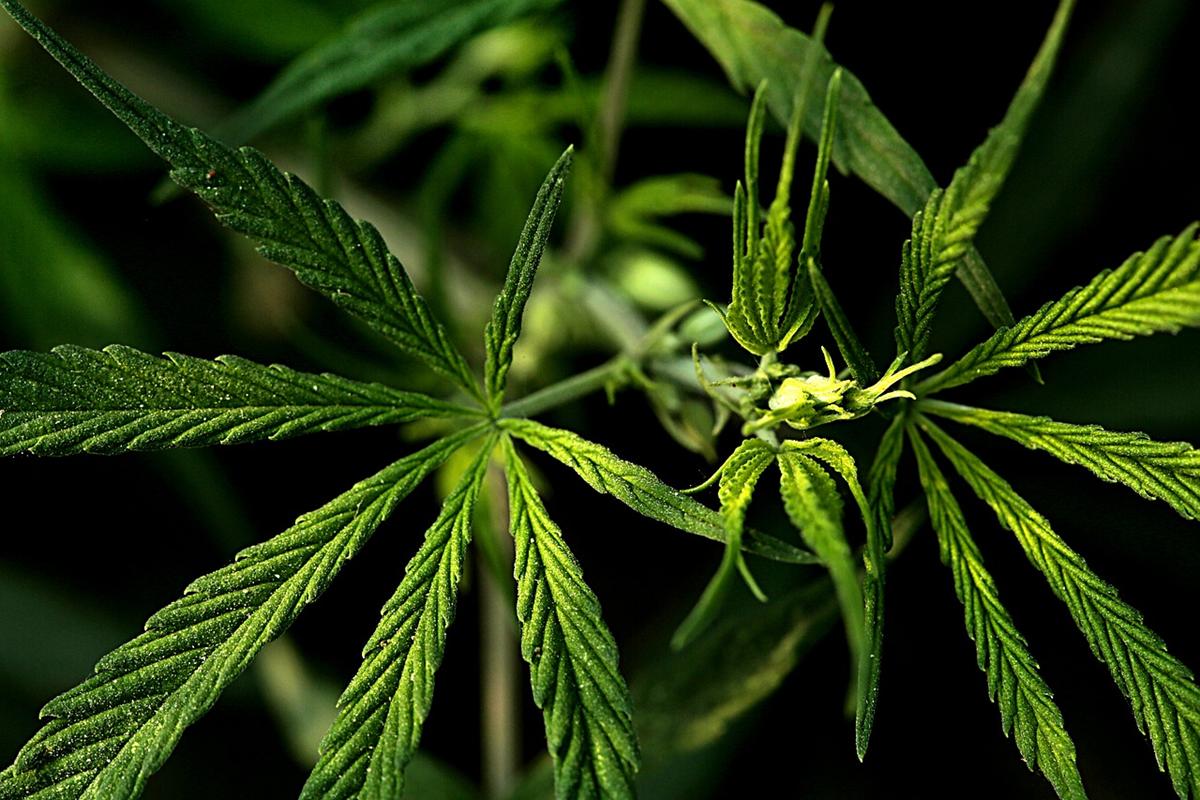 Jaka jest wasza wiedza na temat hodowli marihuany?