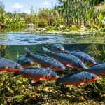 Od narybku do giganta – jak szybko rośnie karp koi i jaki rozmiar wybrać?